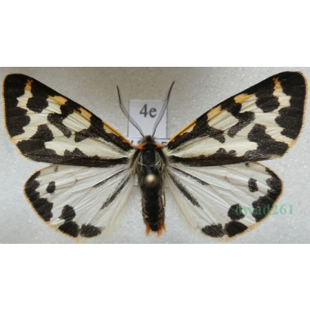 Parasemia plantaginis (Linnaeus, 1758) form white Niedźwiedziówka babkówka, misiówka czwórka Poland4e